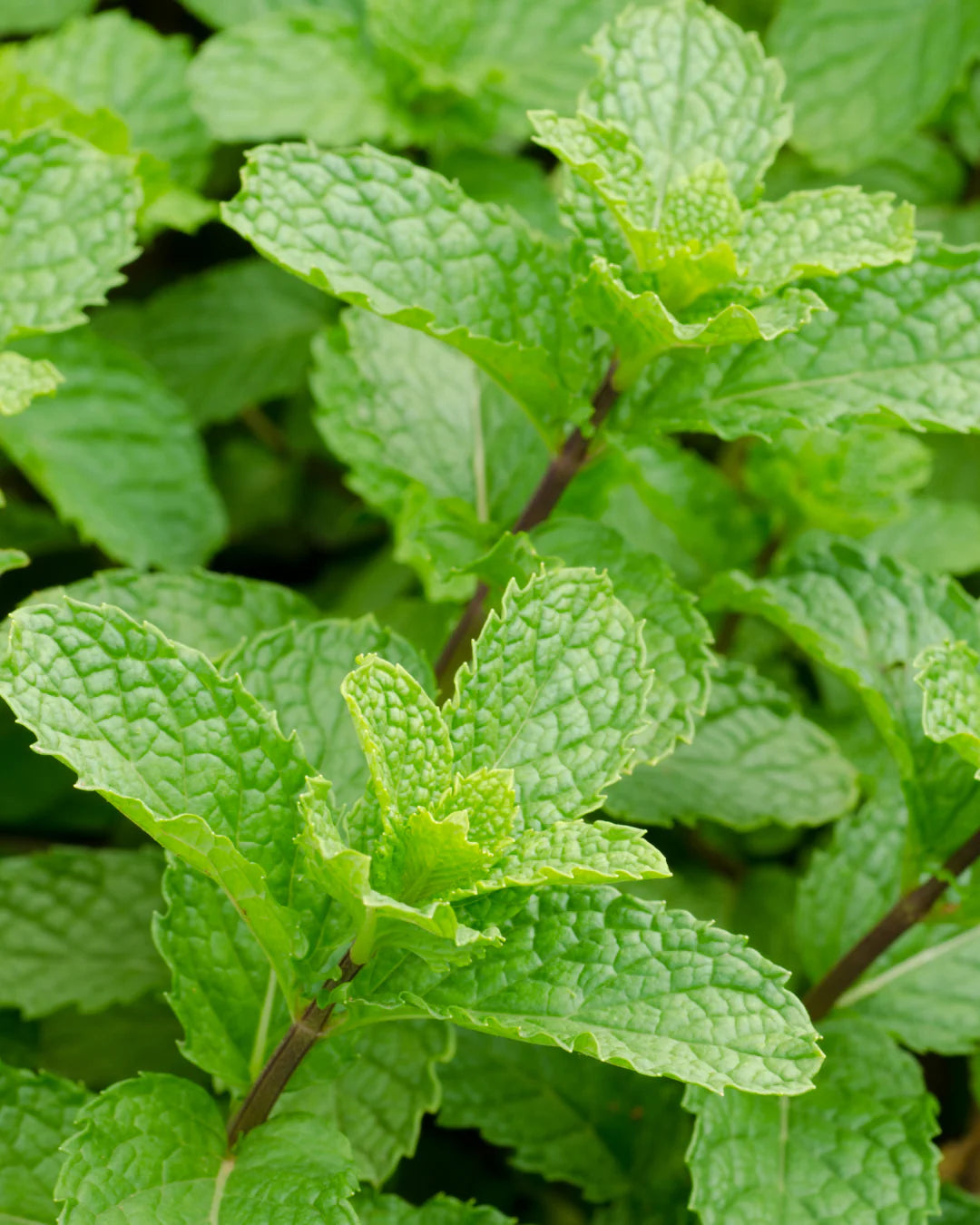 BELEBENDE MINZE (MINT)