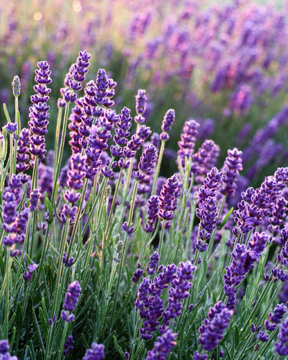 LAVENDEL BIO